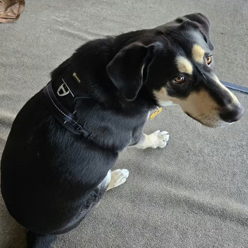 Review Testimoinal Image