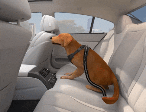 Dog secured with harness and seatbelt