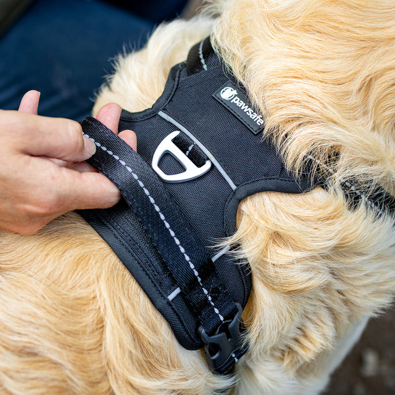Wild Berry Small Steady+Style No Pull Harness