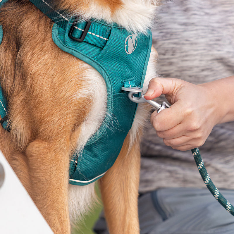 Happy dog on walk with harness