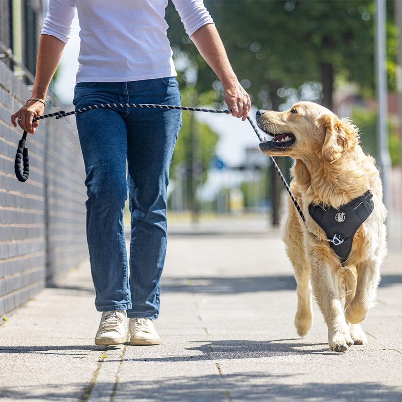 Happy dog with no pull harness