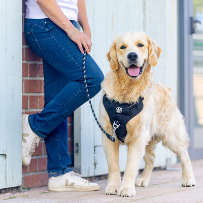 Steady+Style No Pull Harness