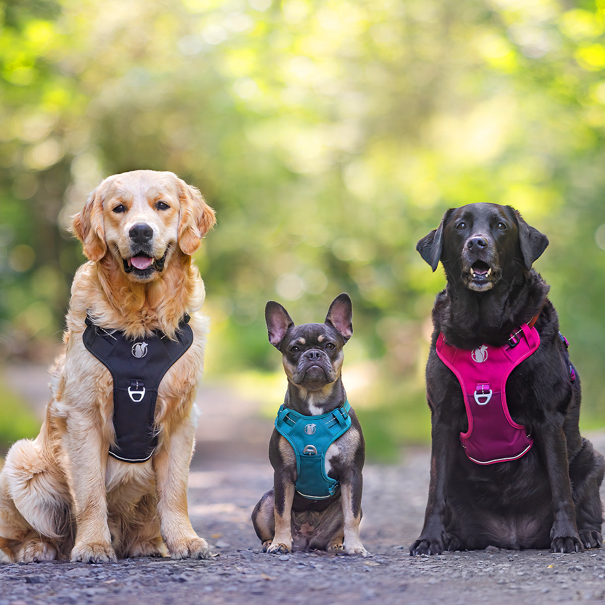 Steady+Style No Pull Harness