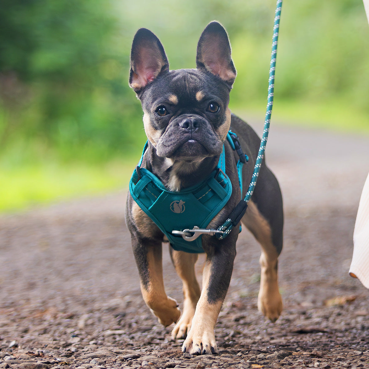 Steady+Style No Pull Harness