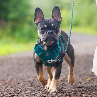 Steady+Style No Pull Harness