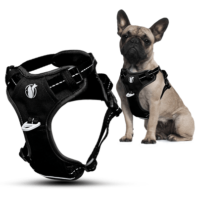 Steady+Style No Pull Harness