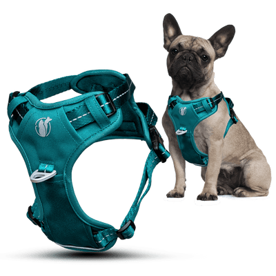 Steady+Style No Pull Harness