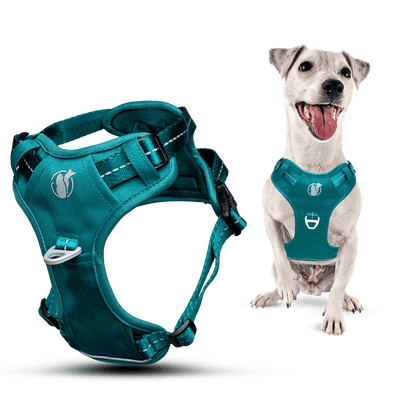 Steady+Style No Pull Harness