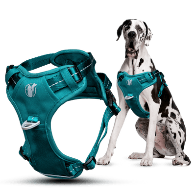 Steady+Style No Pull Harness