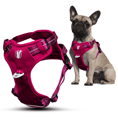 Steady+Style No Pull Harness