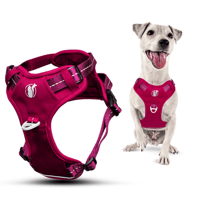 Steady+Style No Pull Harness