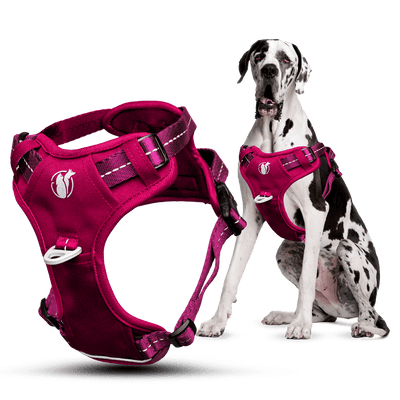 Steady+Style No Pull Harness