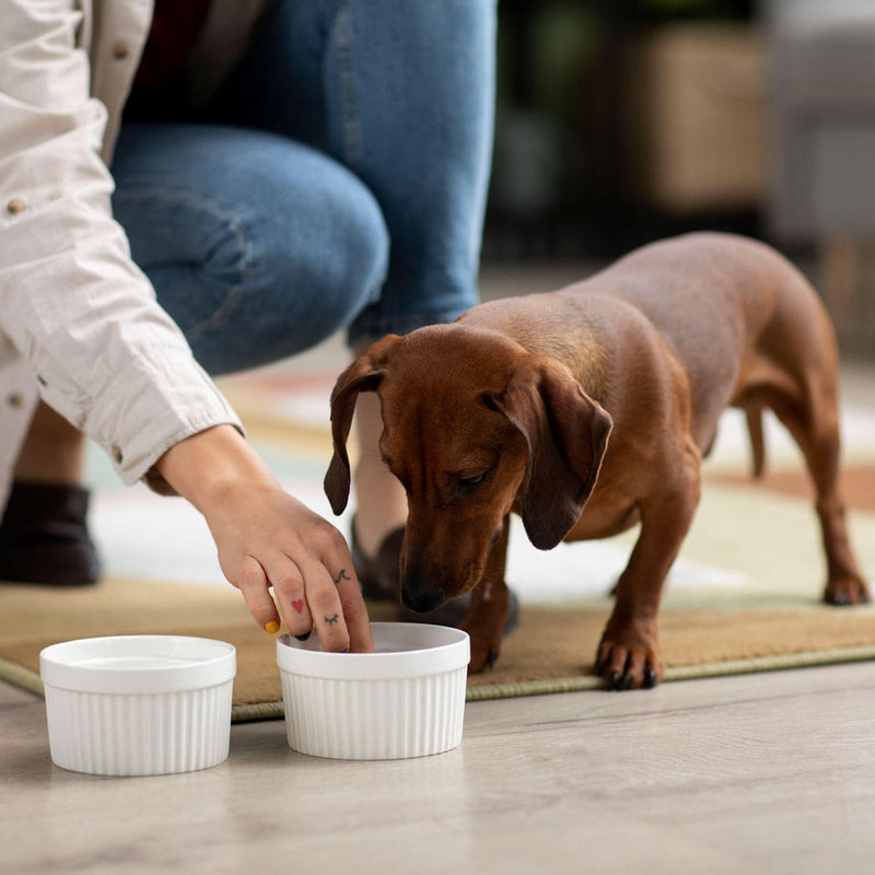 Happy dog waiting for its daily probiotic chew