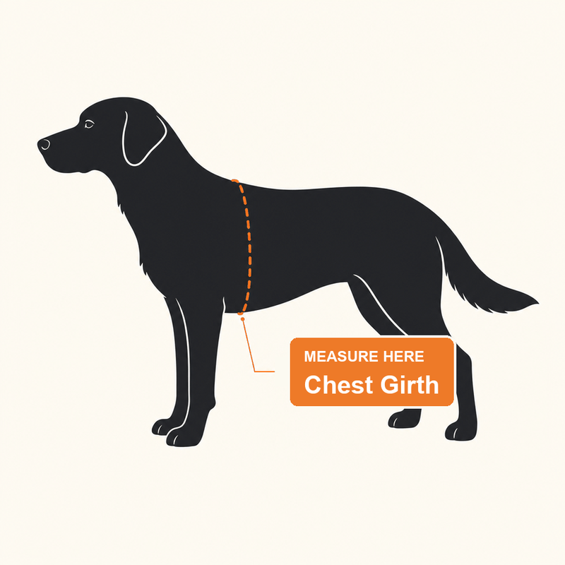 Measure the chest just behind the front legs
