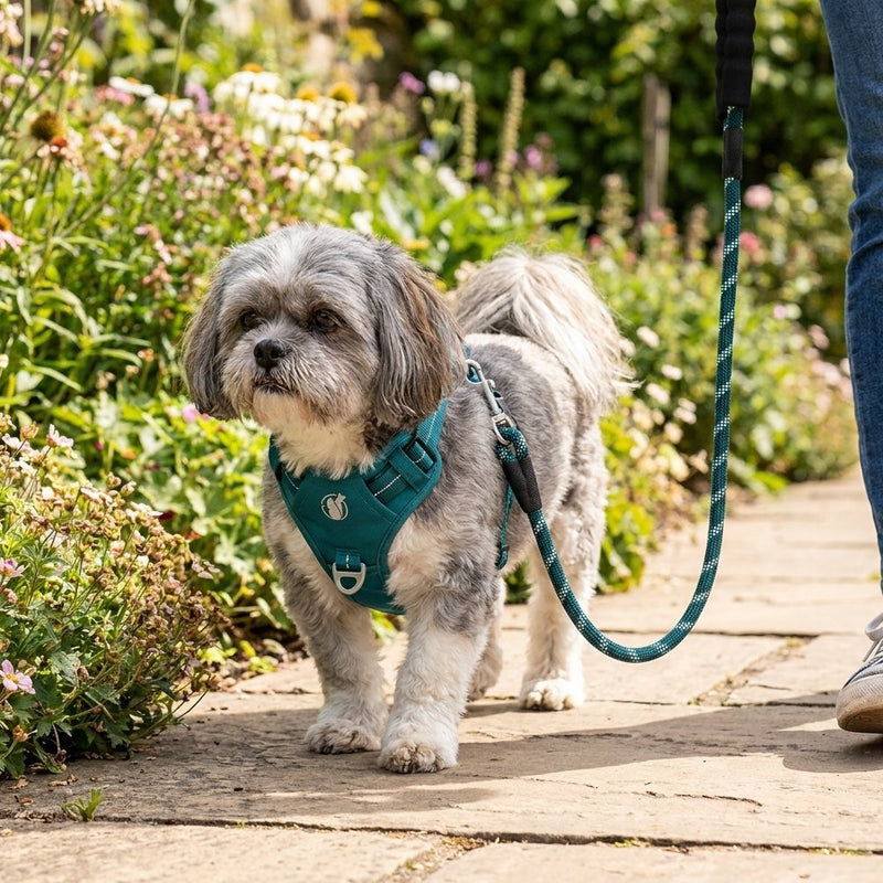 A small senior dog in the Ever Green PawSafe harness, rope leash clipped at the chest, throat free
