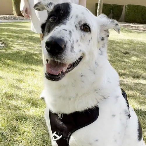 Review Testimoinal Image