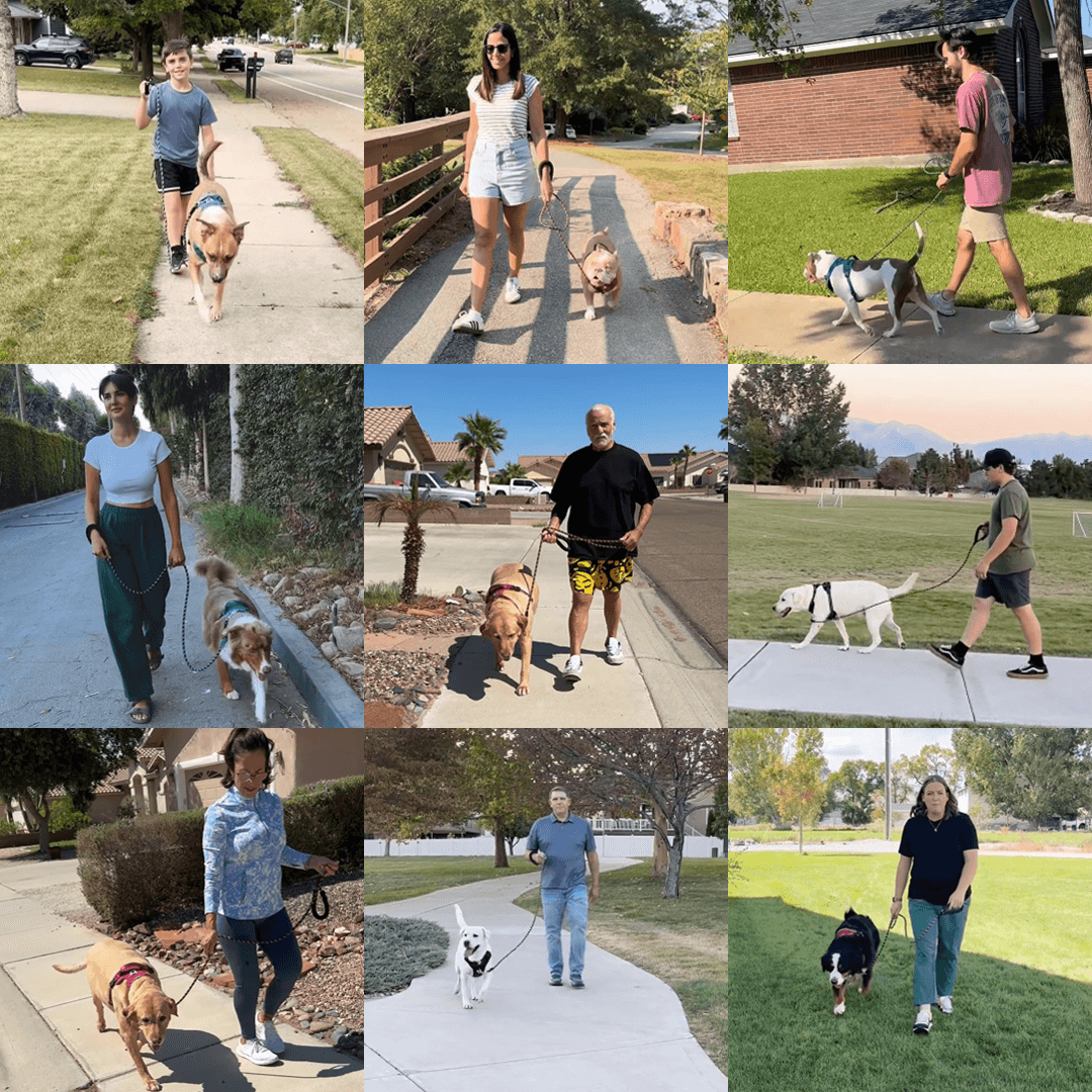 Over 50,000 happy dog owners using the PawSafe Steady+Style 2.0 harness