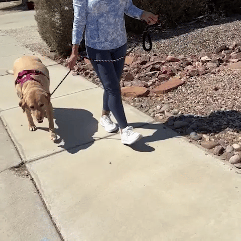Dog learning to walk calmly beside its owner — no training classes required
