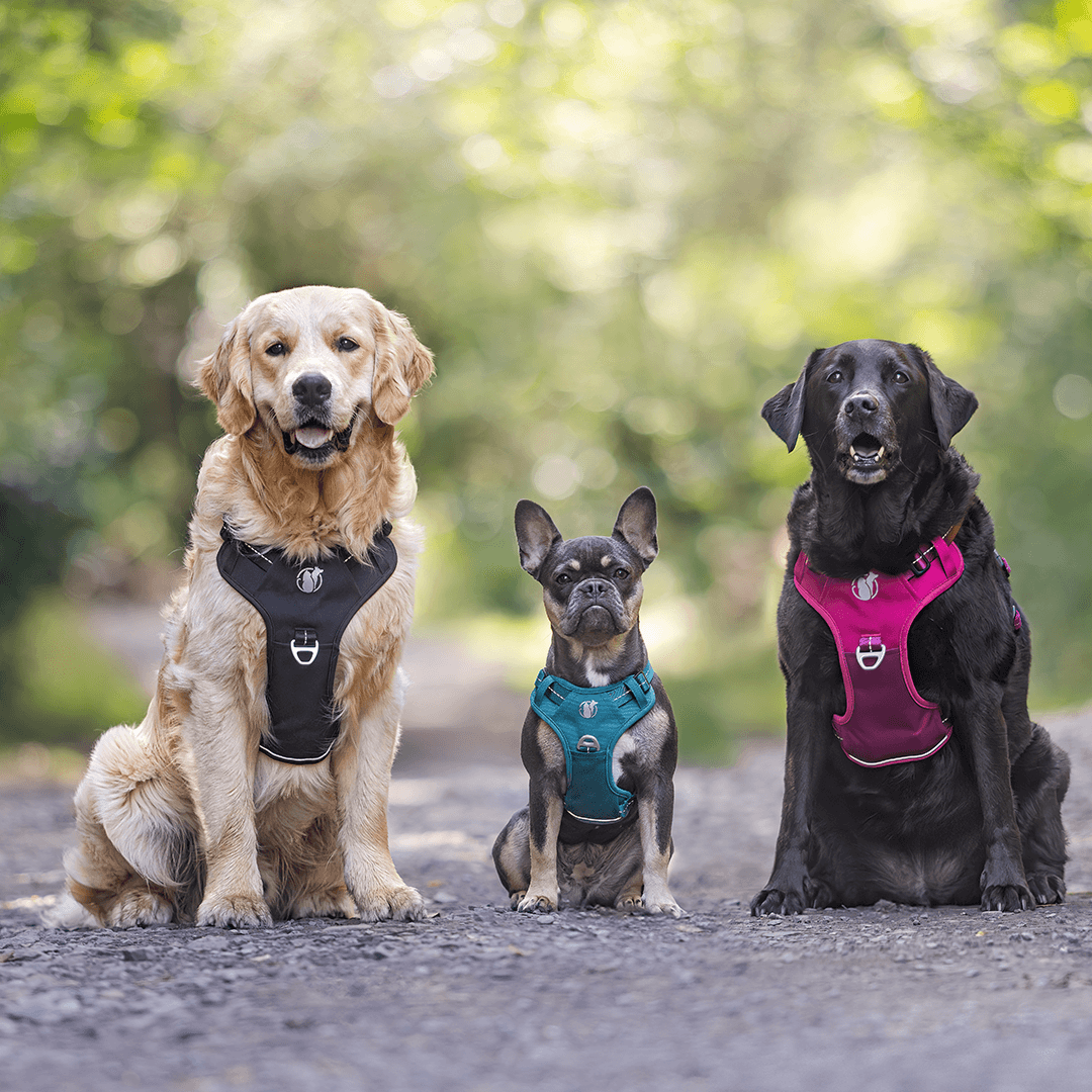 The PawSafe harness fits every breed, from terriers to shepherds
