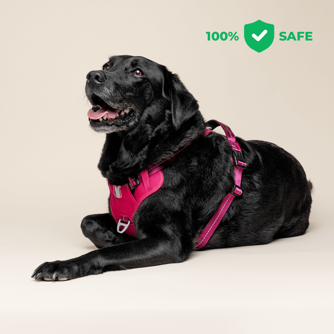 Harness distributes pressure across the chest and shoulders instead of the throat