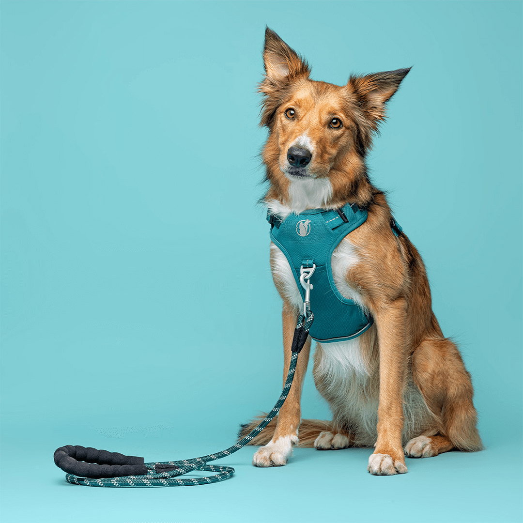 Free color-matched rope leash included with every PawSafe harness order