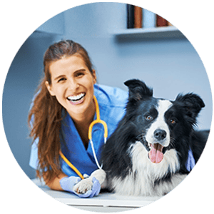 Lauren Mitchell, professional dog trainer