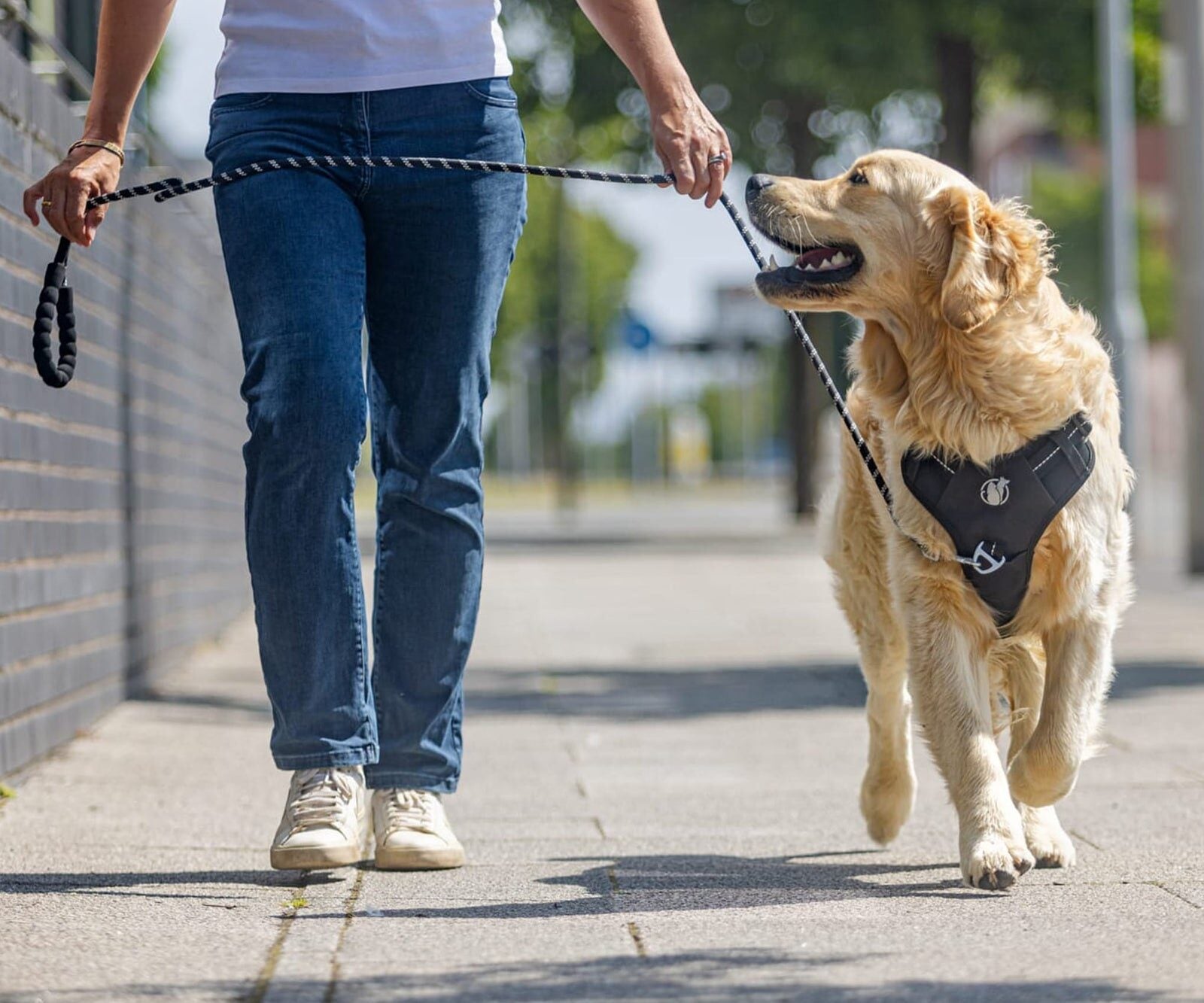 Owner walking a dog on a PawSafe Steady+Style front-clip harness with a relaxed leash