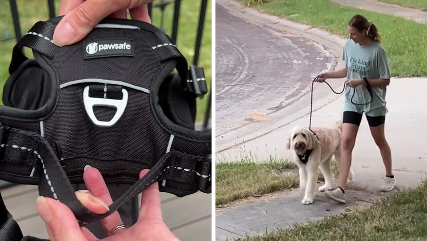 Owner walking a strong dog calmly on a PawSafe Steady+Style harness
