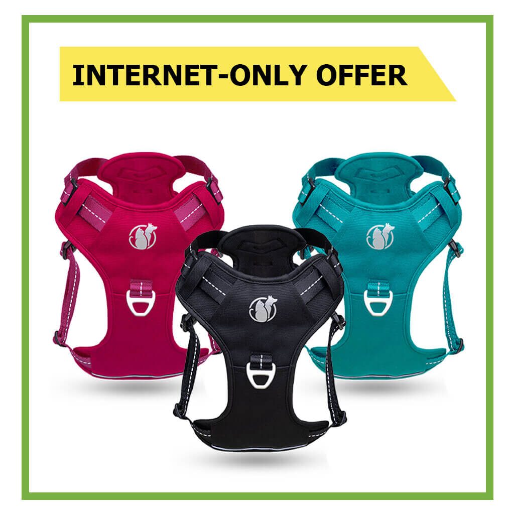 Internet-only offer — PawSafe Steady+Style harness 20% OFF