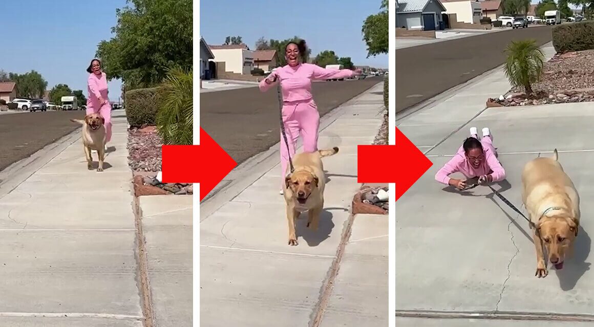A dog pulling so hard on leash that the walk becomes unsafe
