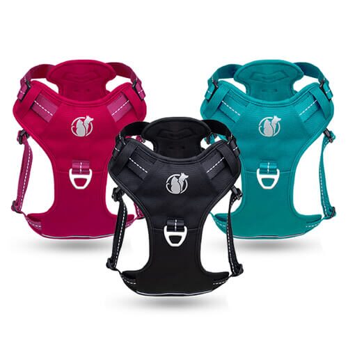 PawSafe Steady+Style 2.0 harness — Classic Black, Ever Green, and Wild Berry