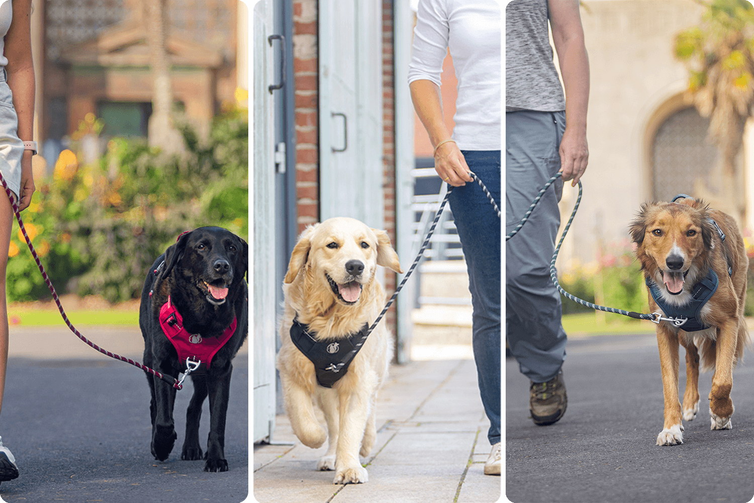 Why thousands of dog owners are switching to the PawSafe Steady+Style 2.0