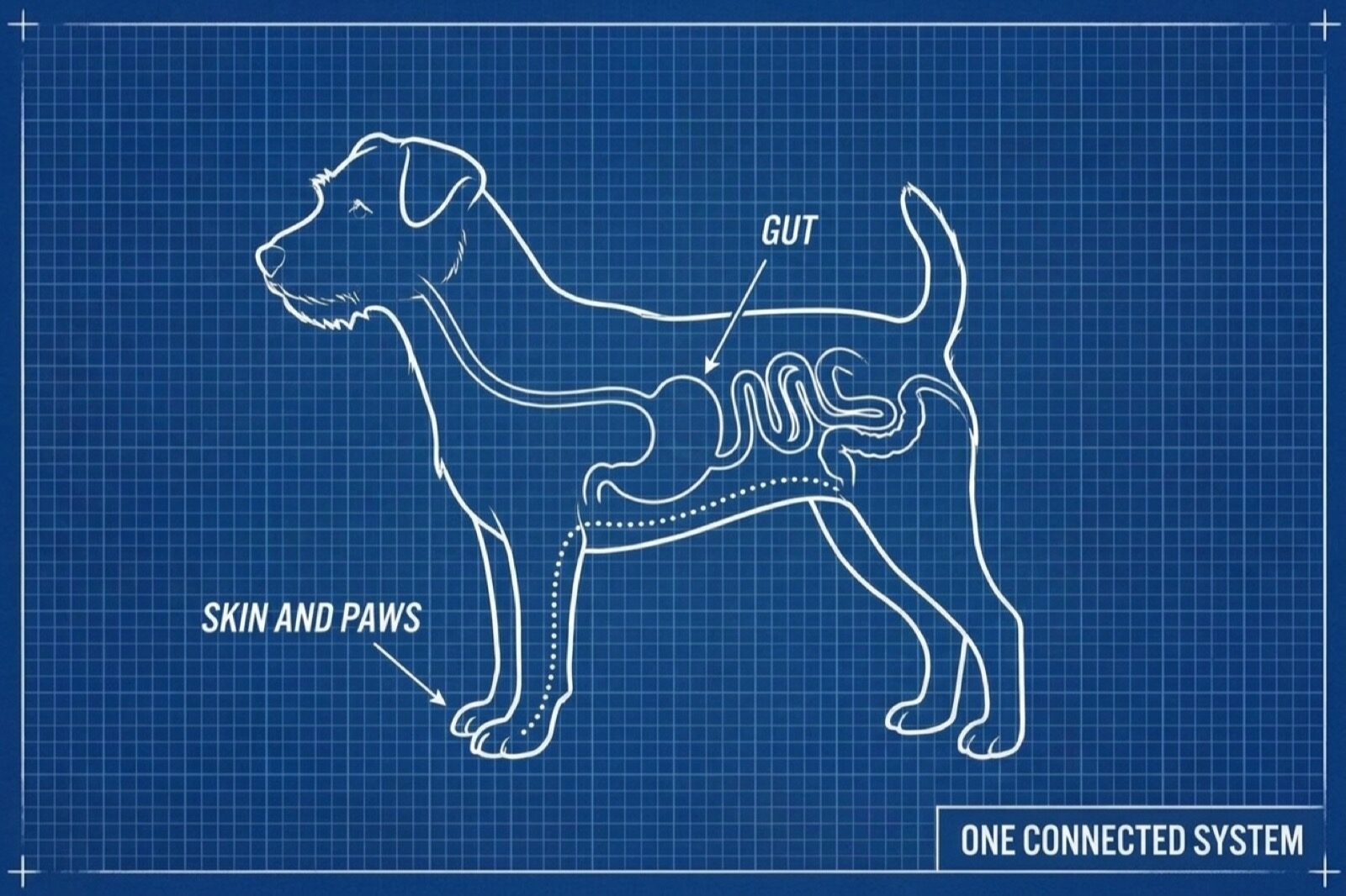 A blueprint style diagram on graph paper headed One Connected System, showing arrows running from a dog's gut outward to the skin and paws