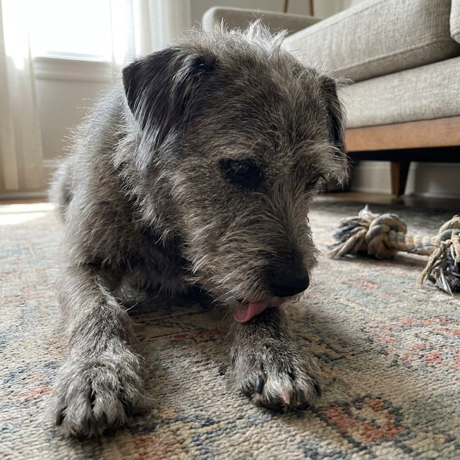 A wheaten terrier lying on a rug at home licking one of its front paws under warm evening lamp light