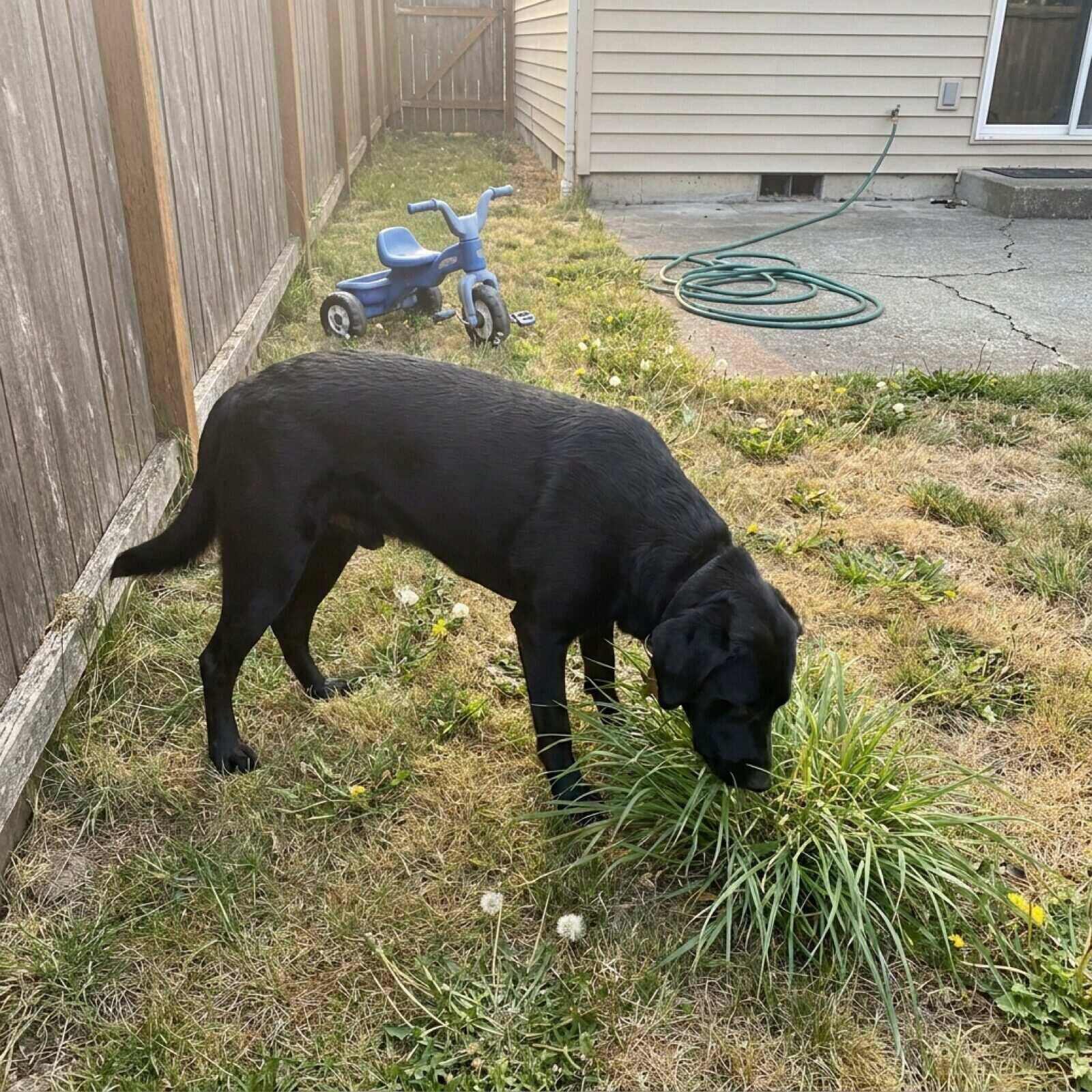 A black and white collie mix with its head down grazing a patch of dewy back garden lawn early in the morning