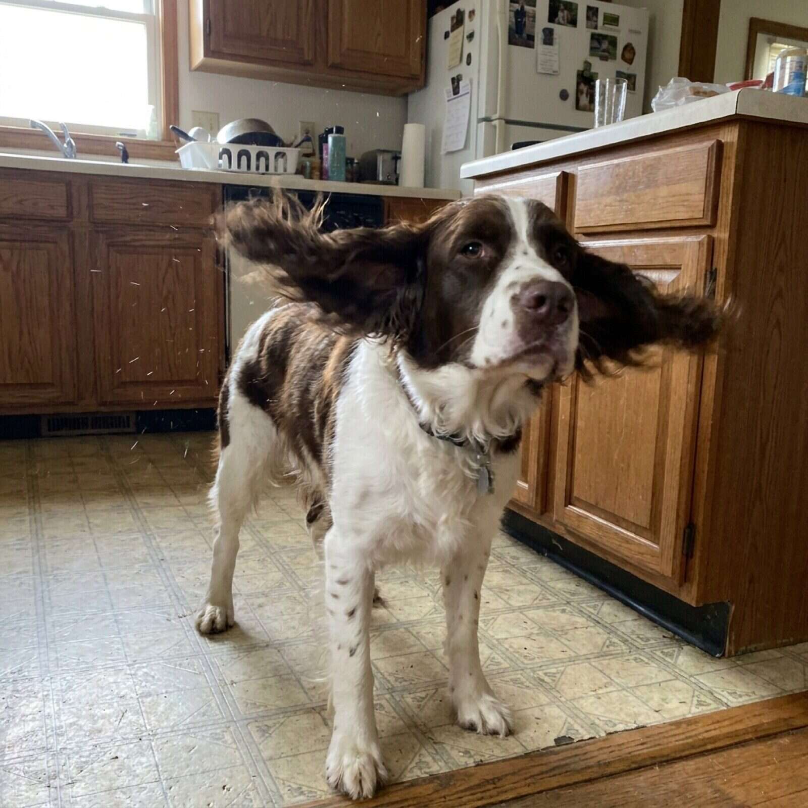 An owner gently lifting the ear flap of a cocker spaniel mix on a kitchen floor with a cotton pad in hand