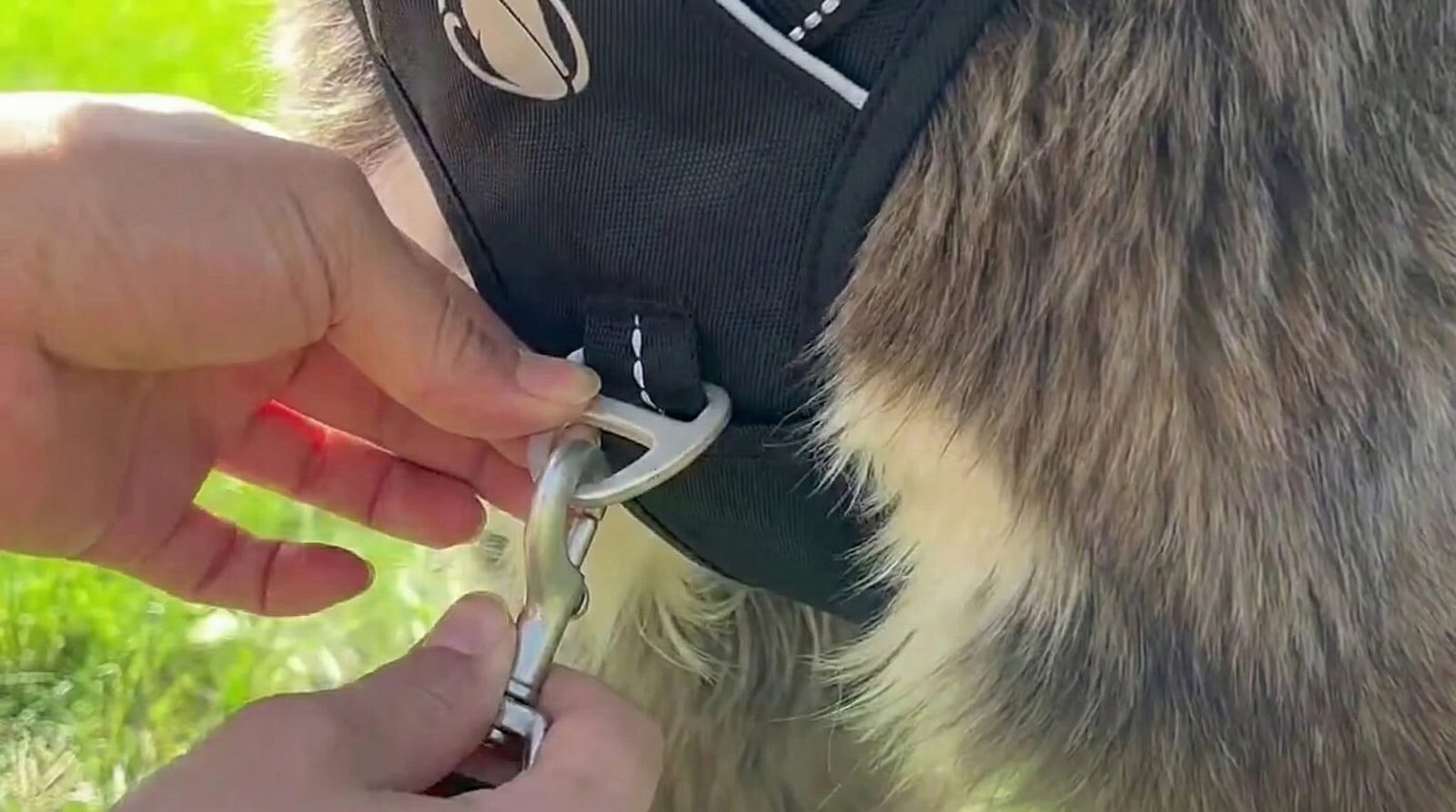 Close-up of hands clipping a lead carabiner to the front D-ring of a PawSafe Steady+Style harness — aluminium D-ring and Duraflex buckles visible
