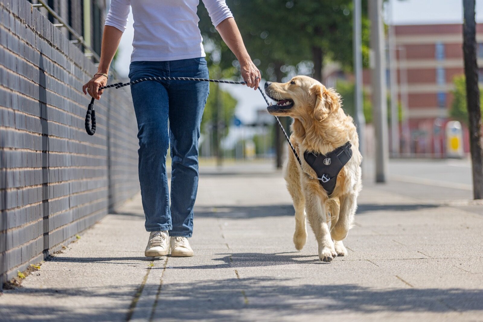 A golden retriever walking beside his owner on a city sidewalk, leash clipped to the front of his black PawSafe Steady+Style harness
