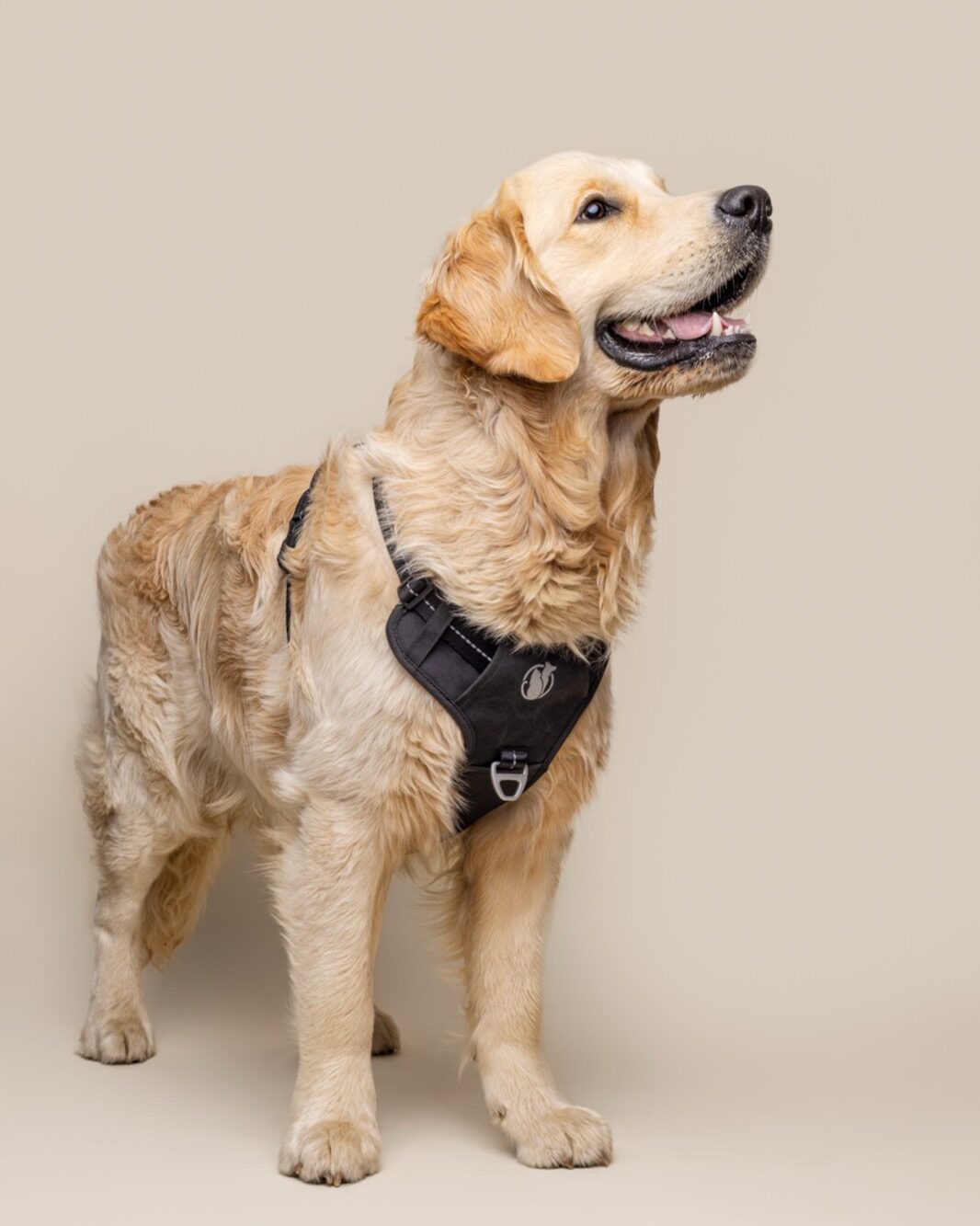 A relaxed, confident large-breed dog walking calmly alongside its owner on a slack lead