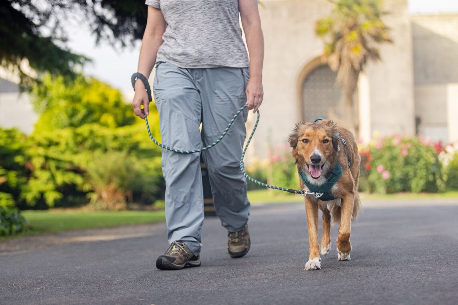 Owner walking a tan mixed-breed dog on a slack lead through a lush forest trail, wearing a PawSafe Steady+Style harness