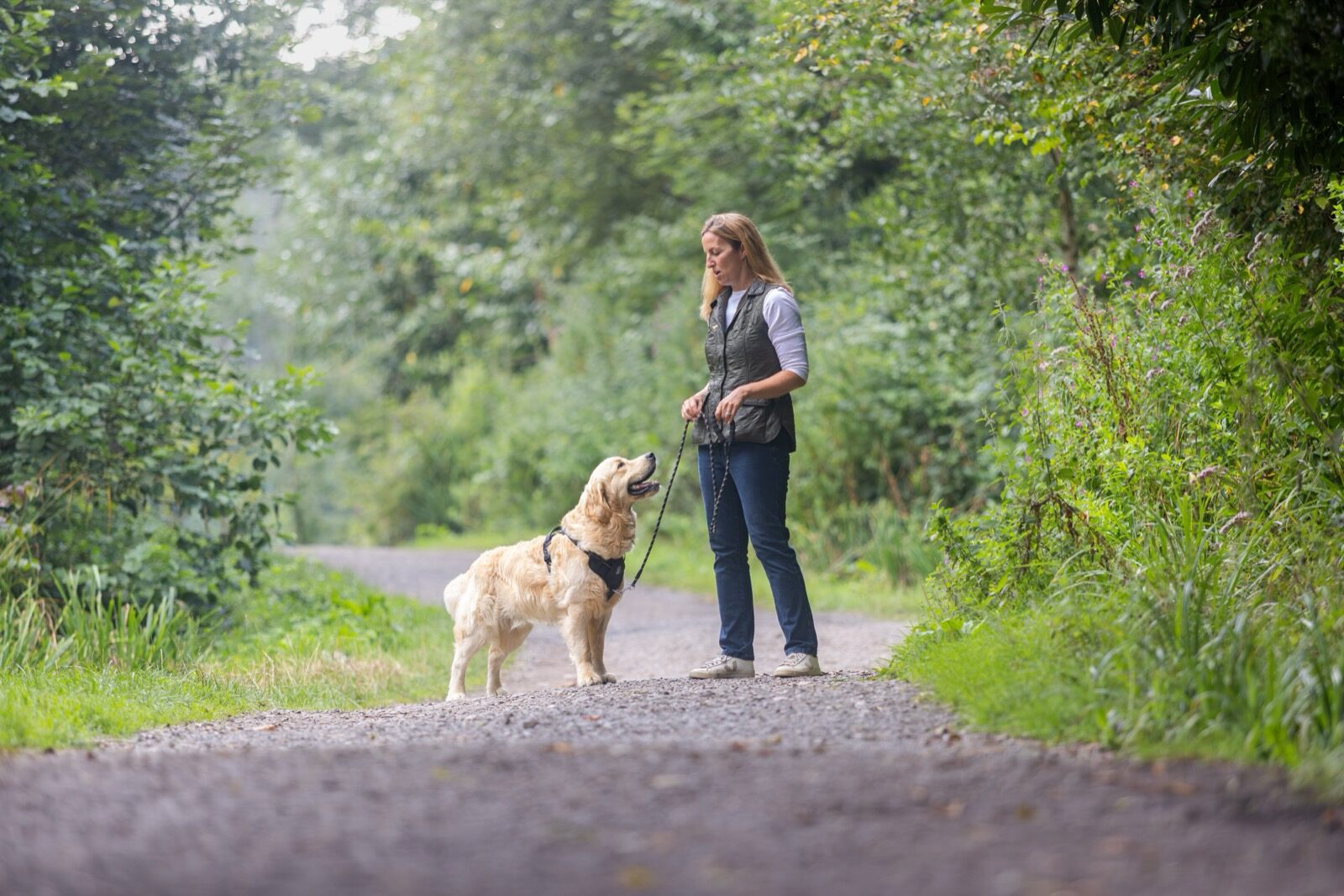 A golden Labrador in a PawSafe Steady+Style harness sits politely on a forest path beside its owner, loose leash between them