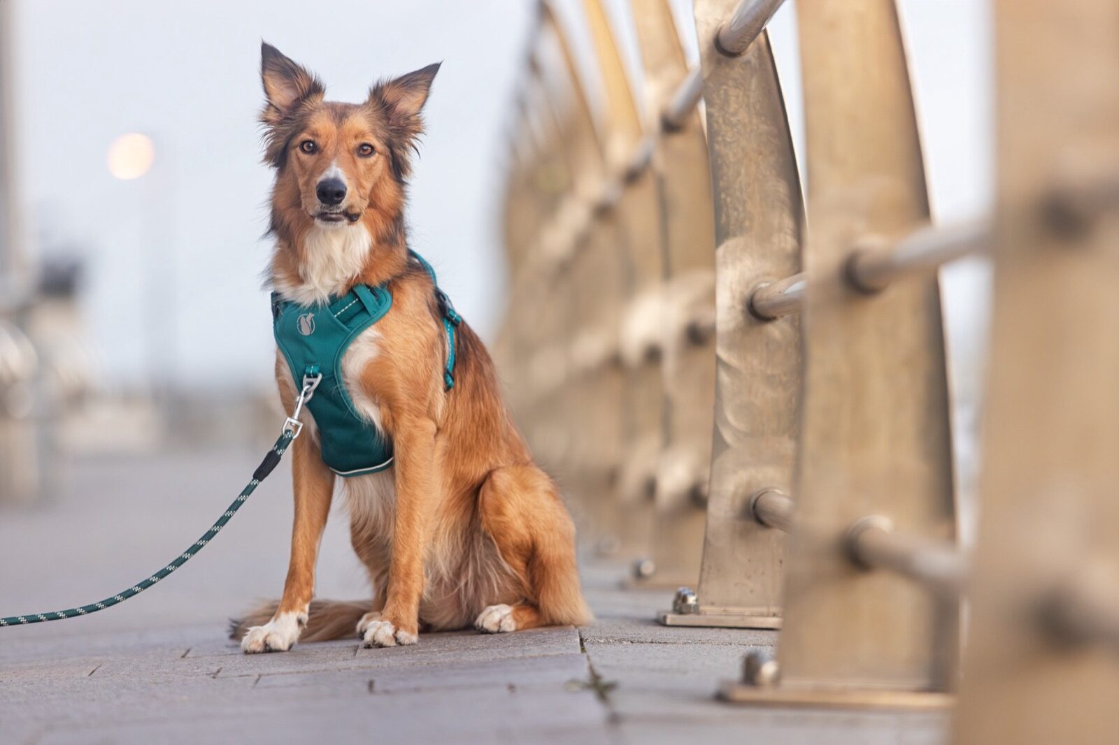 Owner crouched beside their dog in a PawSafe Steady+Style harness, waterfront urban setting, warm connection moment