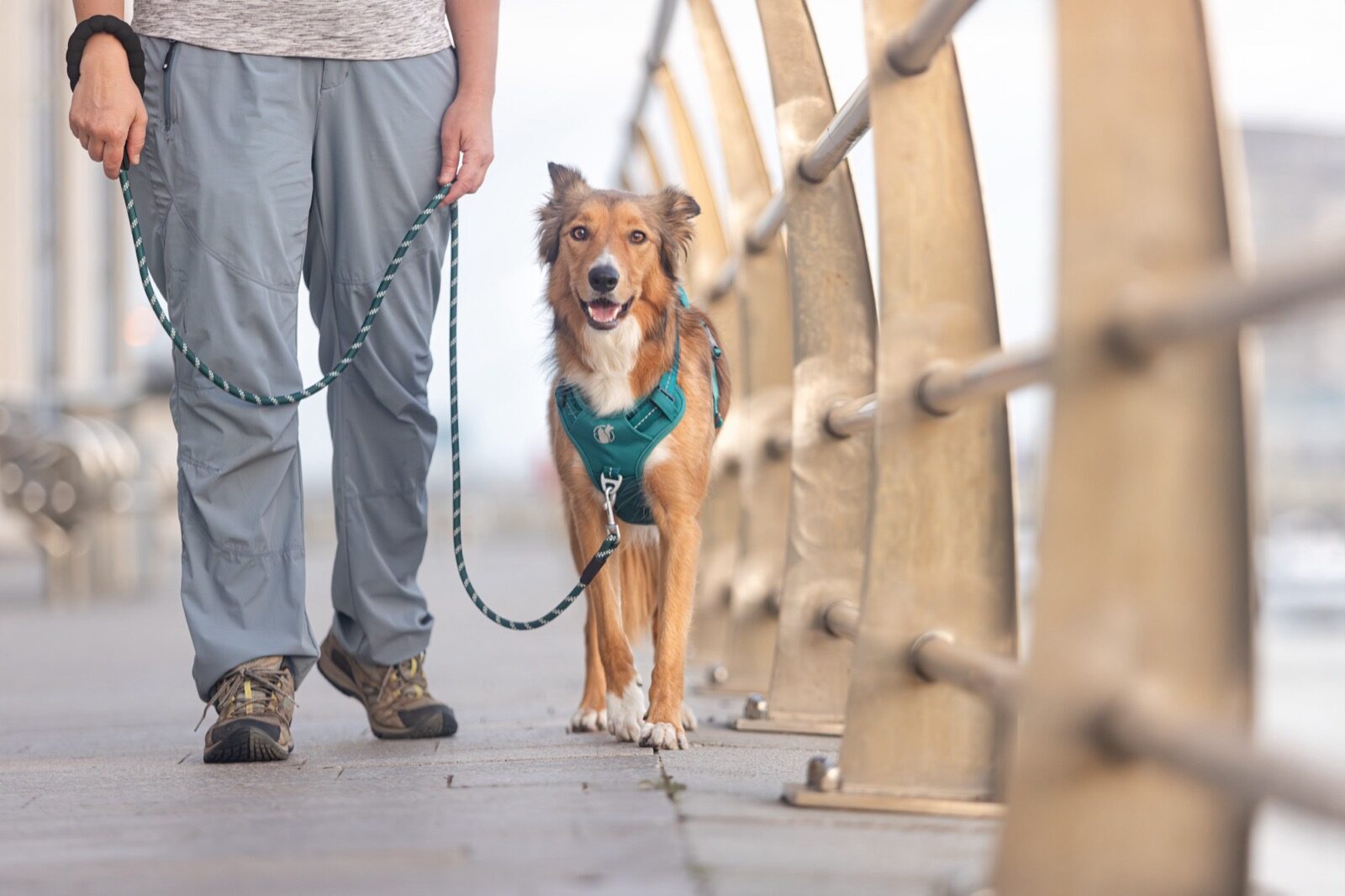 Woman smiling softly as she looks at her brown dog wearing a teal PawSafe Steady+Style harness, intimate bonding moment