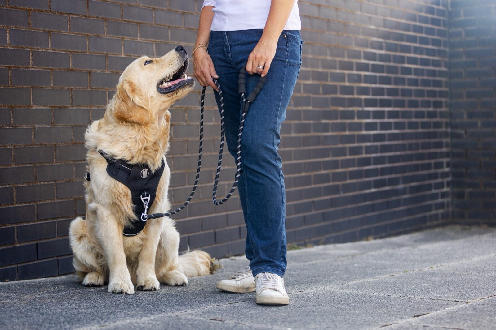 Golden Lab in a teal PawSafe Steady+Style harness sits calmly looking up at its owner on an urban brick-paved street