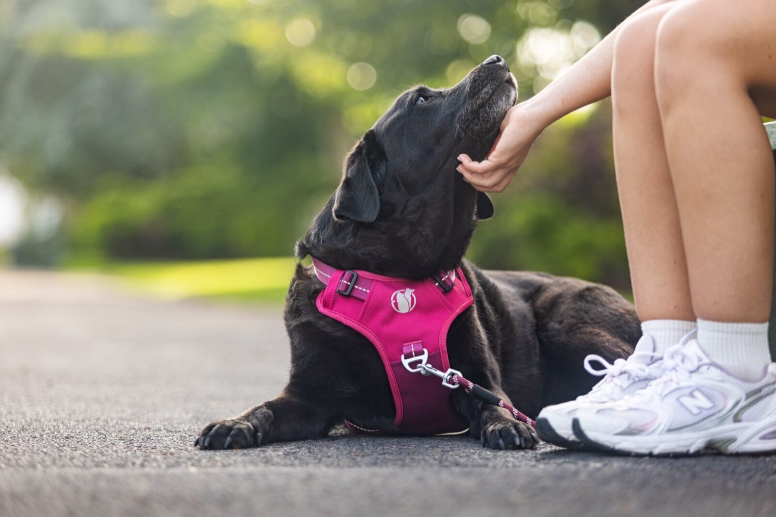 Close-up of a black Labrador sitting attentively with its owner's hand resting on its back, bonding moment in a PawSafe Steady+Style harness
