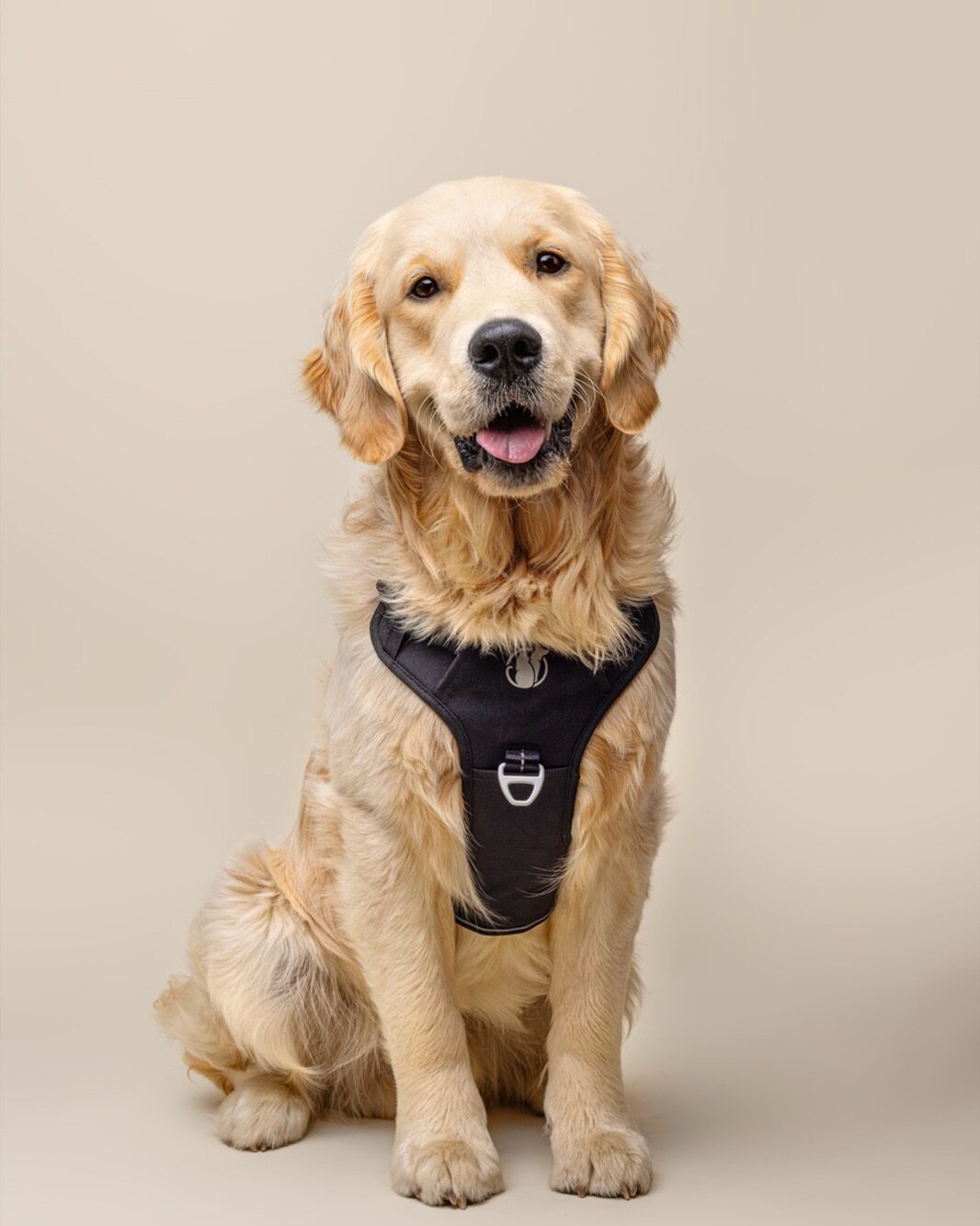 A calm, content Labrador in a PawSafe Steady+Style harness stands relaxed — no coughing, no gagging, breathing easy after a walk