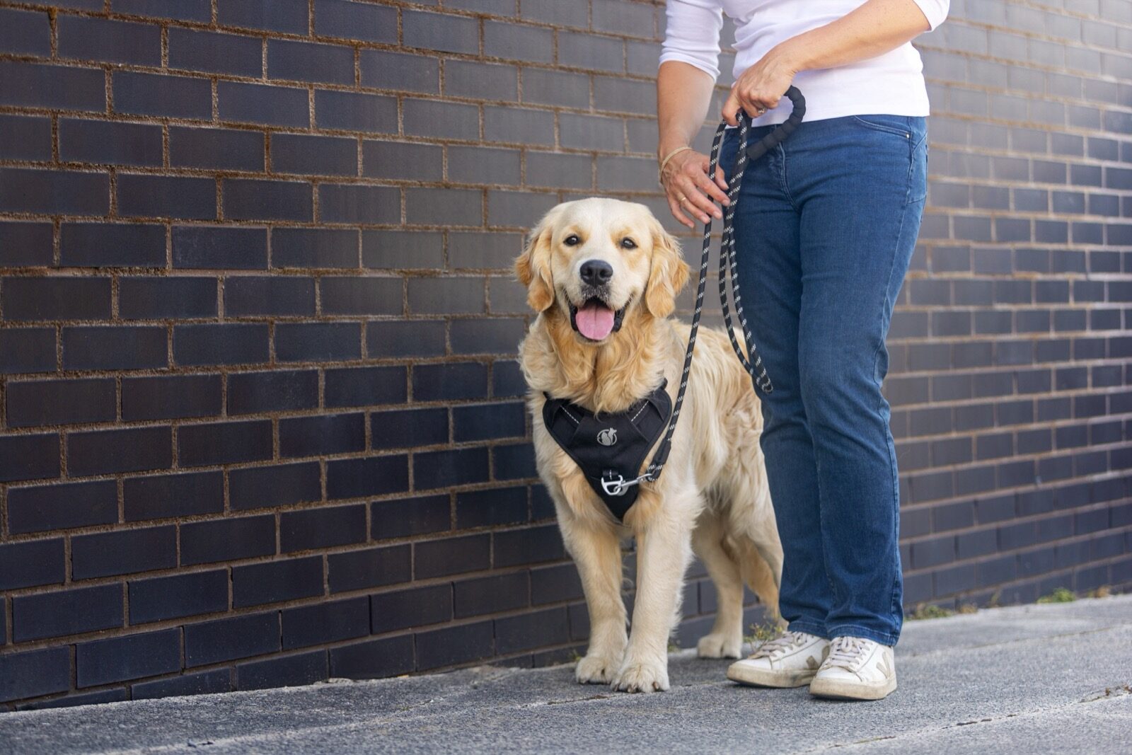 A woman crouched beside her dog in a PawSafe Steady+Style harness, hand resting gently on the dog's head — trust rebuilt