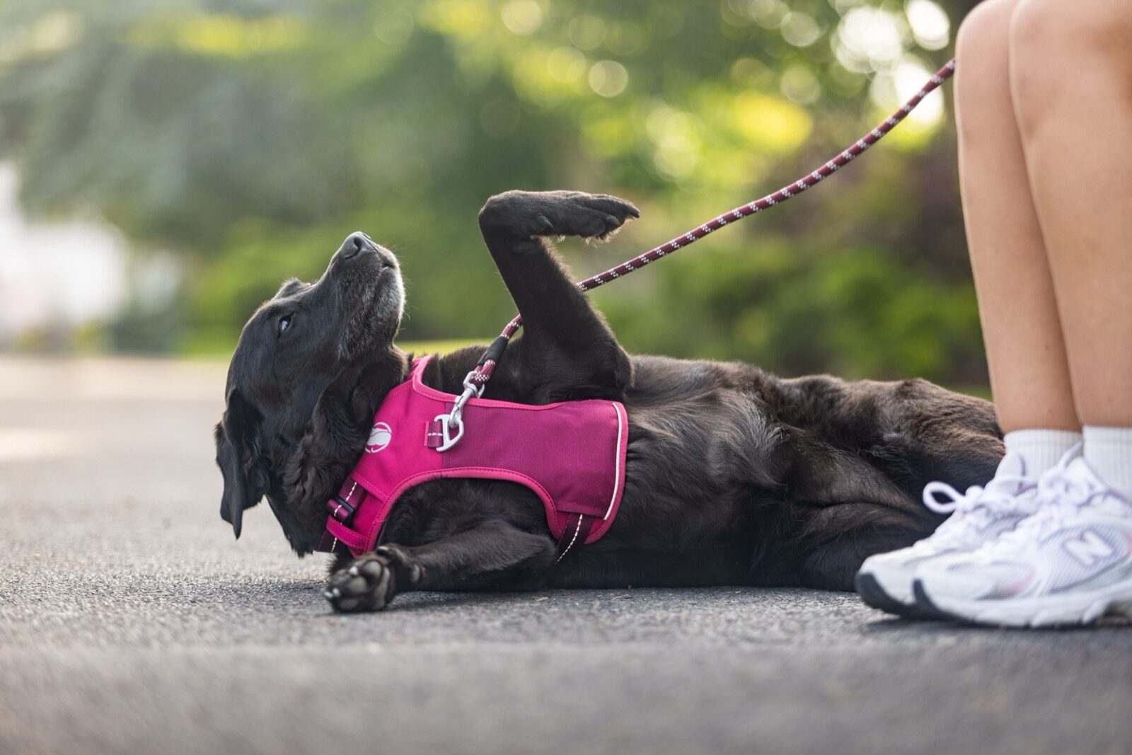 A black Labrador in a PawSafe harness resting calmly on the grass, owner's hand visible — a quiet, recovered moment after a walk