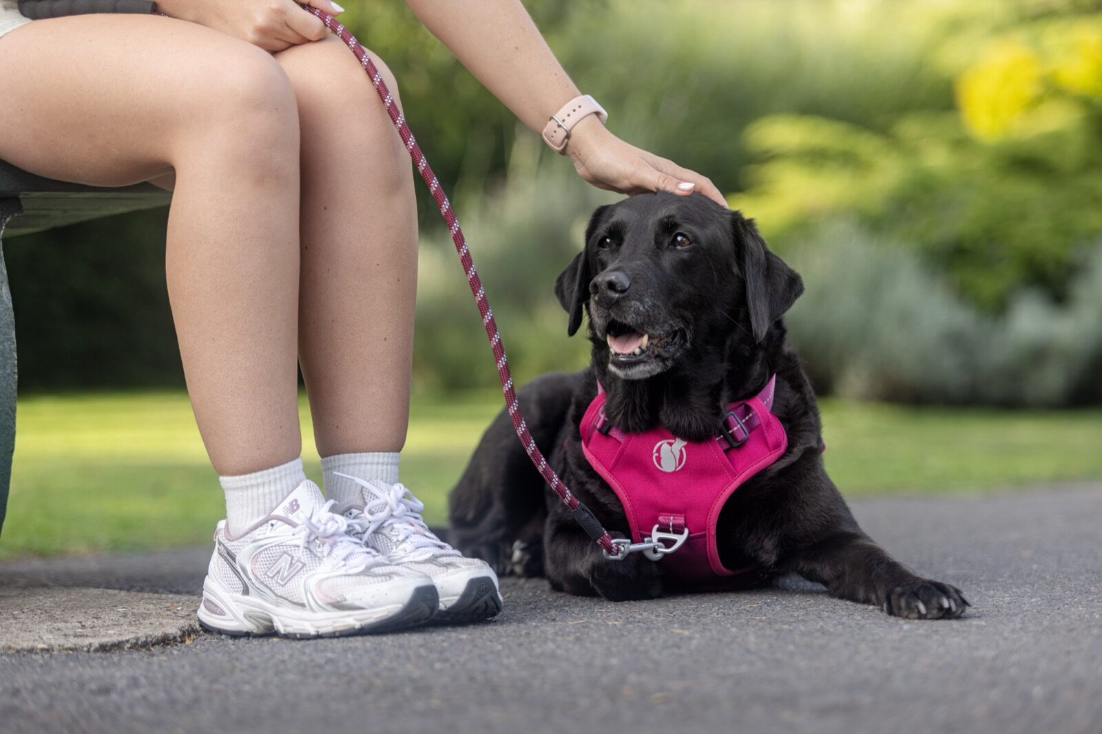 Steady+Style harness on a calm rescue dog