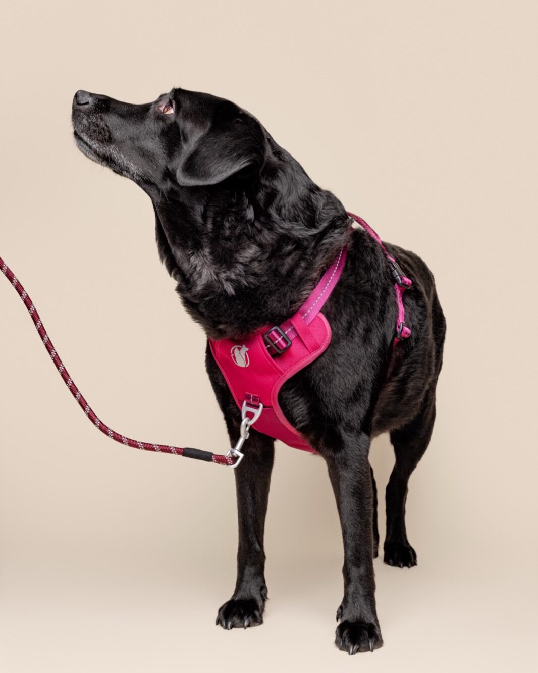 A happy tan Labrador in a PawSafe Steady+Style harness looking up with an open-mouth smile — trust between dog and owner